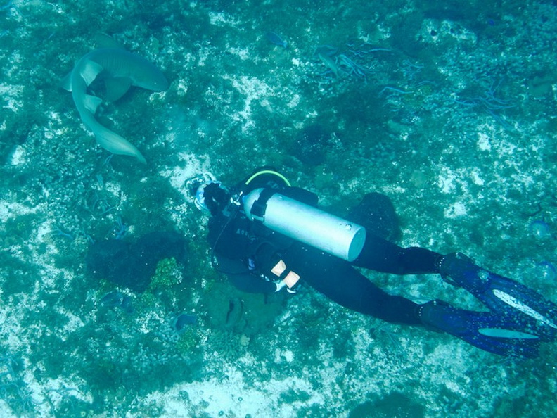 Diver with Nurse Shark IMG_9293.jpg
